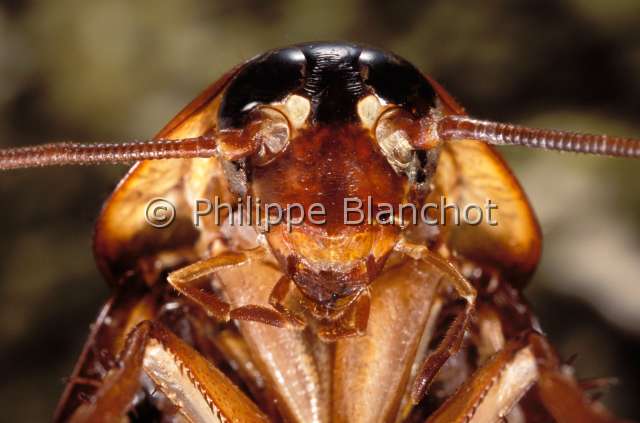 periplaneta americana.JPG - Periplaneta australasiae (Portrait)Blatte australienneAustralian CockroachDictyoptera, BlattidaeFrance